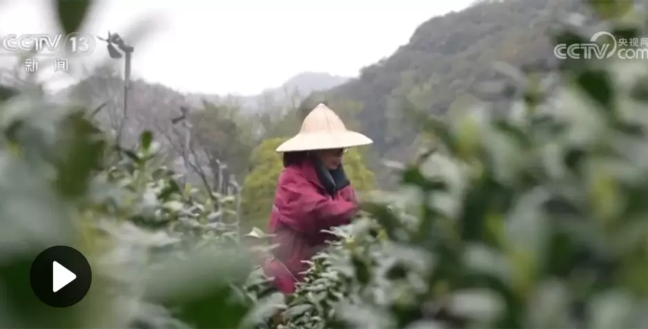 视频：一季度全国农产品质量安全监测总体合格率98.3%