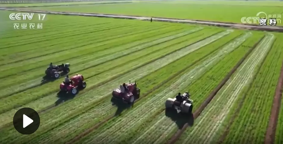 视频：《中国农业展望报告（2025&mdash;2034）》发布 粮食单产水平将持续提高 农产品价格将逐步提升