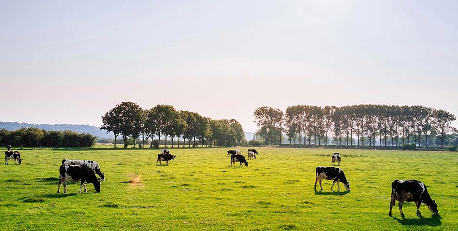 乡村振兴背景下农产品经纪人组织化发展路径研究