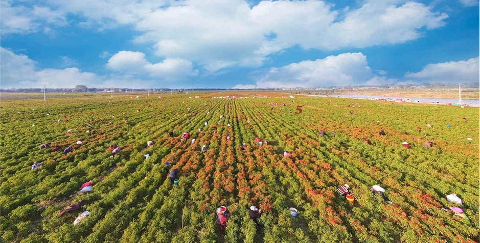 中国（肇东）国际农产品加工产业园首届招商大会召开对话交流会